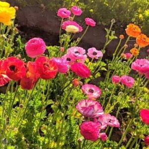 Meet your Posher, Jessy